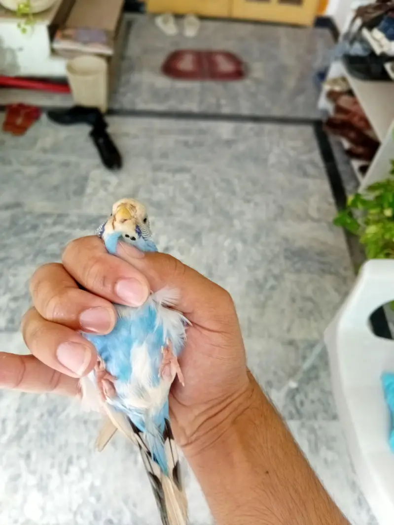beautiful breeder pair for sale — photo 10