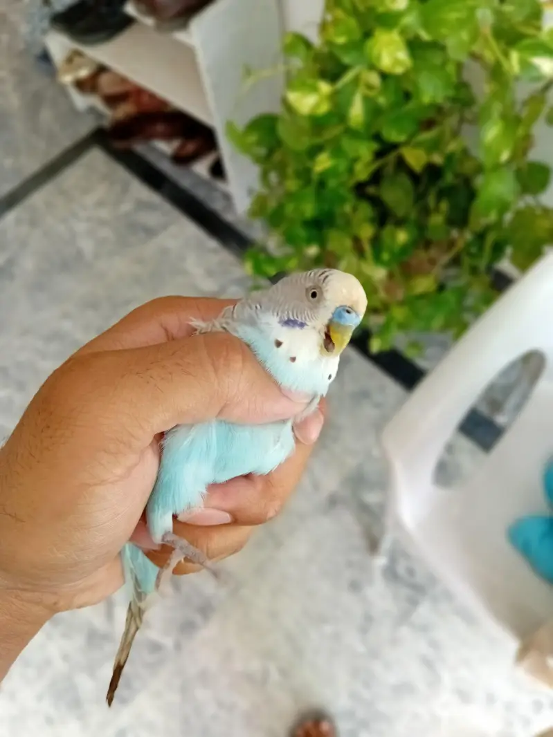 beautiful breeder pair for sale — photo 11