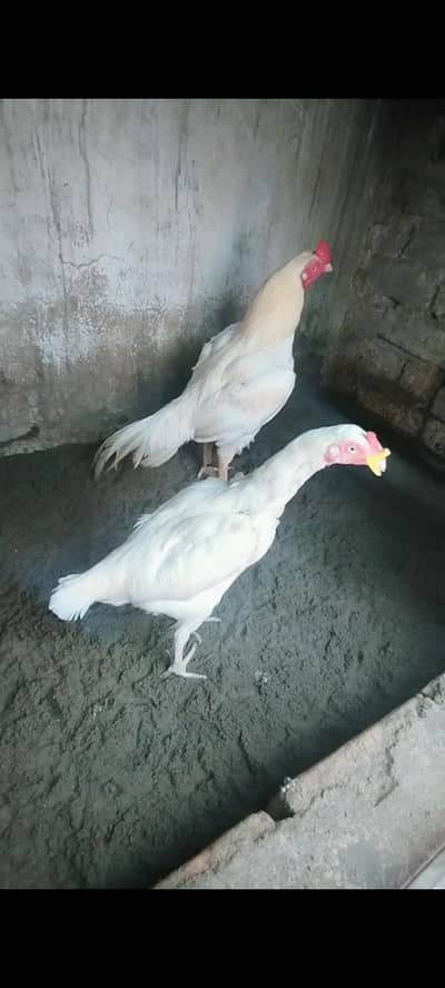 sontol Male and paper white female 0/3/0/0/0/5/7/3/5/7/9