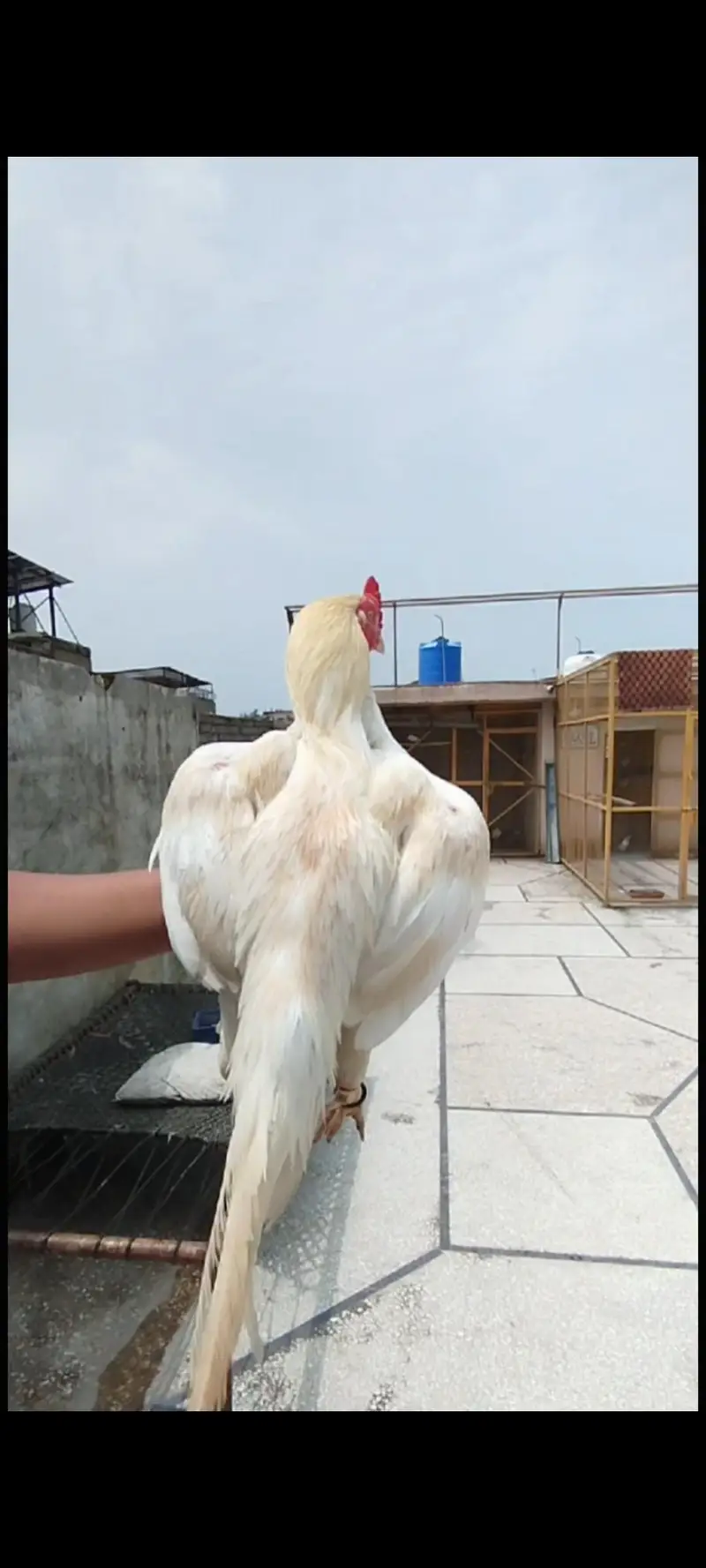 sontol Male and paper white female 0/3/0/0/0/5/7/3/5/7/9 — photo 3