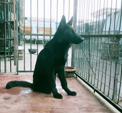 German shepherd