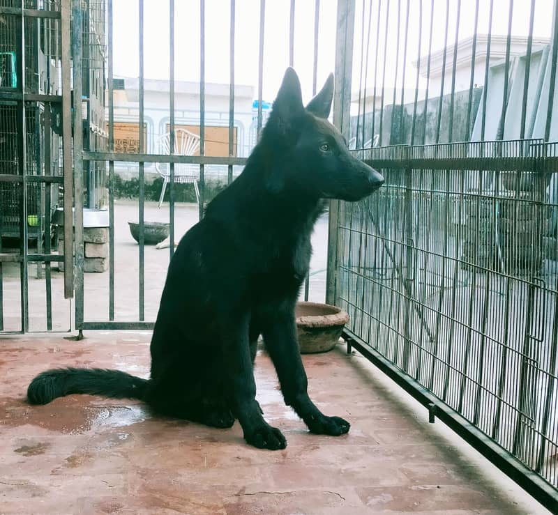 German shepherd 0