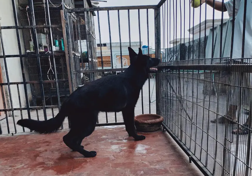 German shepherd — photo 2