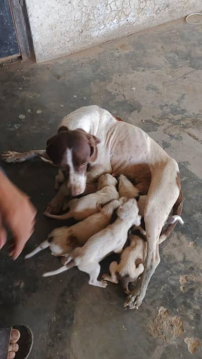 I want to sale my dog