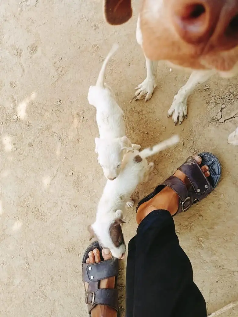 I want to sale my dog — photo 2