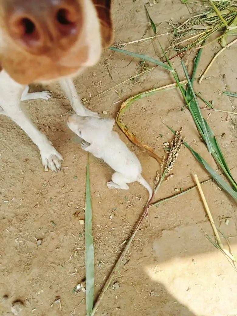 I want to sale my dog — photo 3