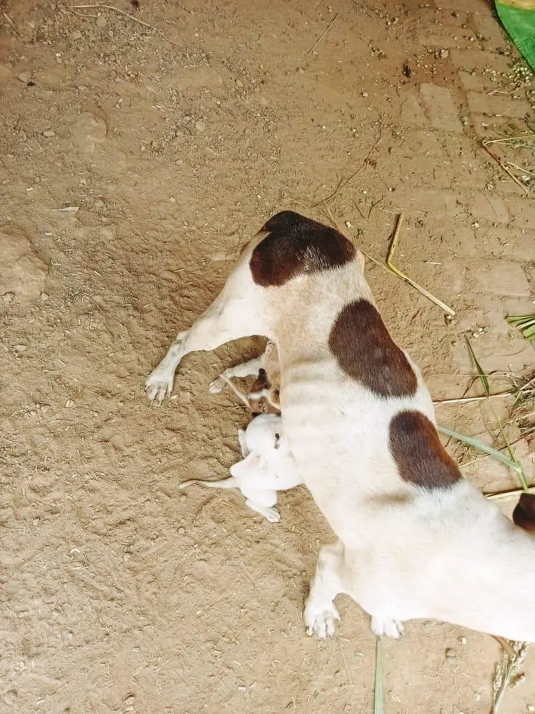 I want to sale my dog — photo 4
