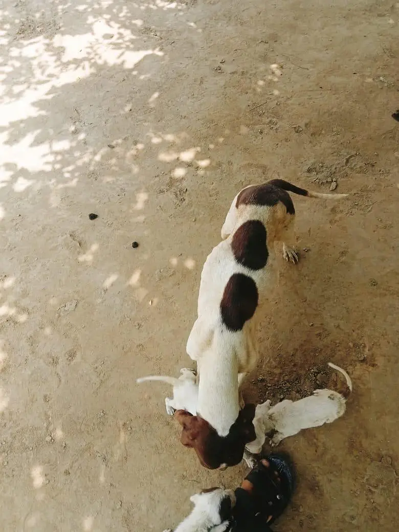I want to sale my dog — photo 6