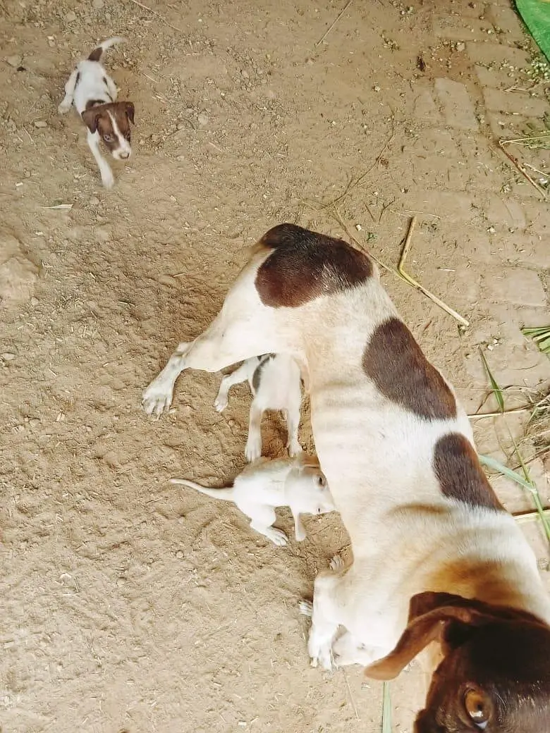 I want to sale my dog — photo 7