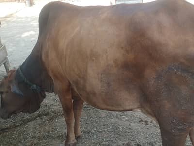 Pahlan soony KY liya tiyar just 20 din lait