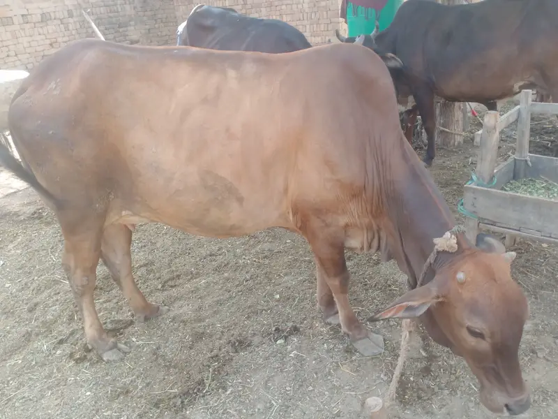 Pahlan soony KY liya tiyar just 20 din lait — photo 2