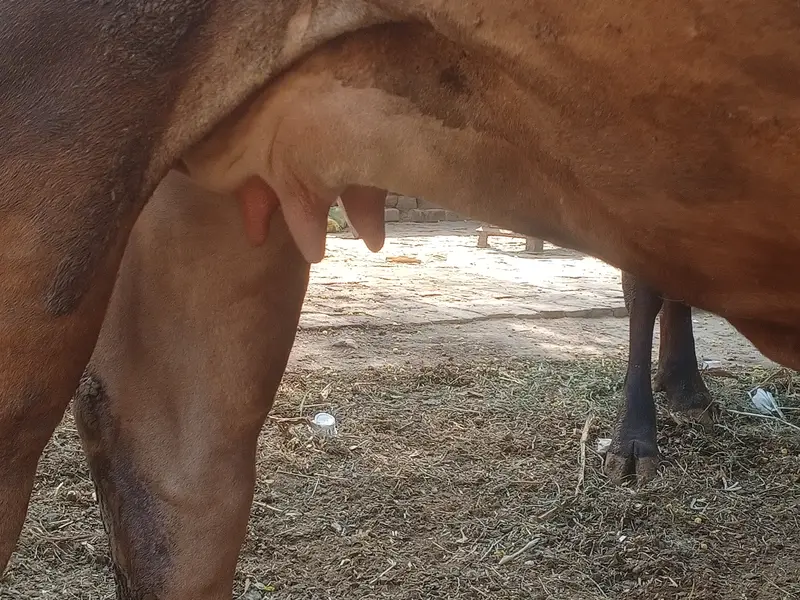 Pahlan soony KY liya tiyar just 20 din lait — photo 3