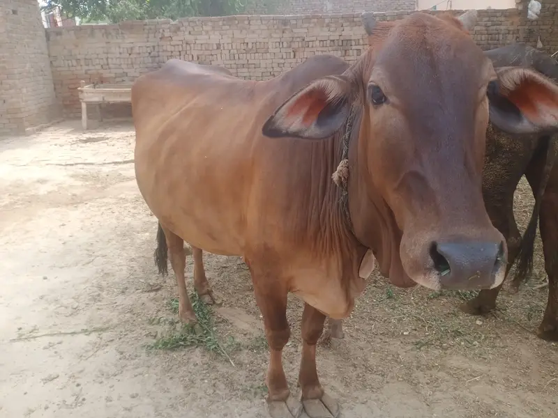 Pahlan soony KY liya tiyar just 20 din lait — photo 4