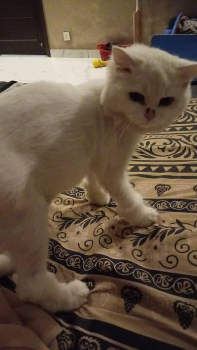 femals persian cat