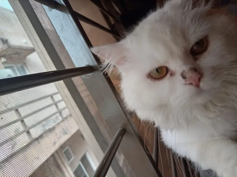 femals persian cat — photo 2