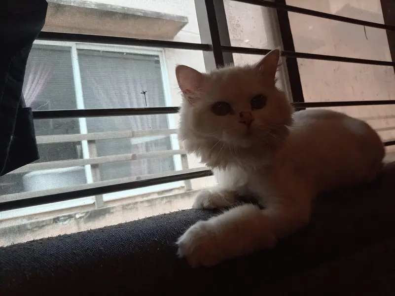 femals persian cat — photo 3