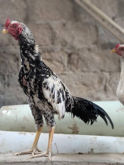 mianwali zero size pair