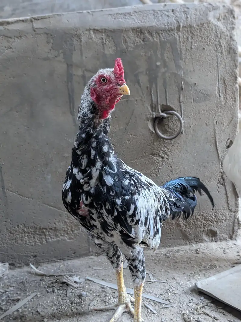 mianwali zero size pair — photo 2
