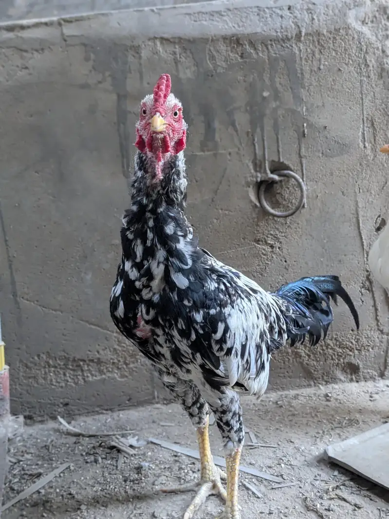 mianwali zero size pair — photo 3