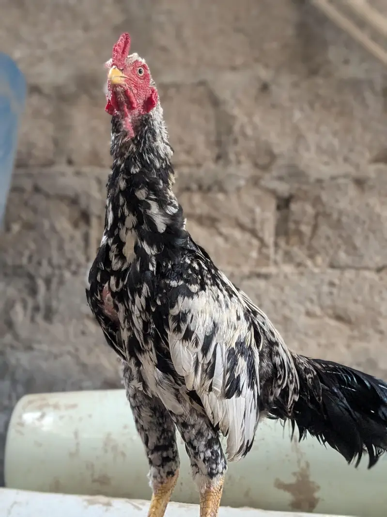 mianwali zero size pair — photo 4