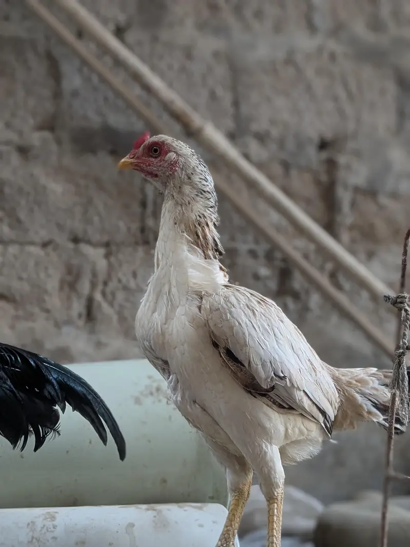 mianwali zero size pair — photo 6