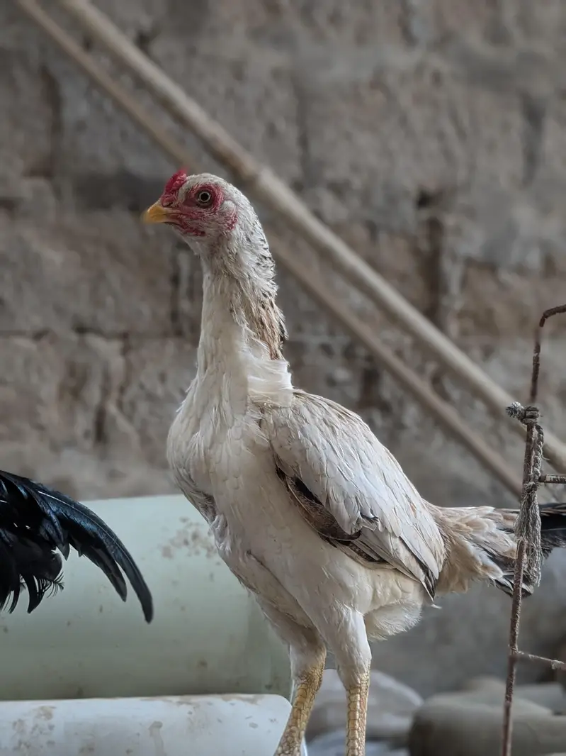 mianwali zero size pair — photo 7