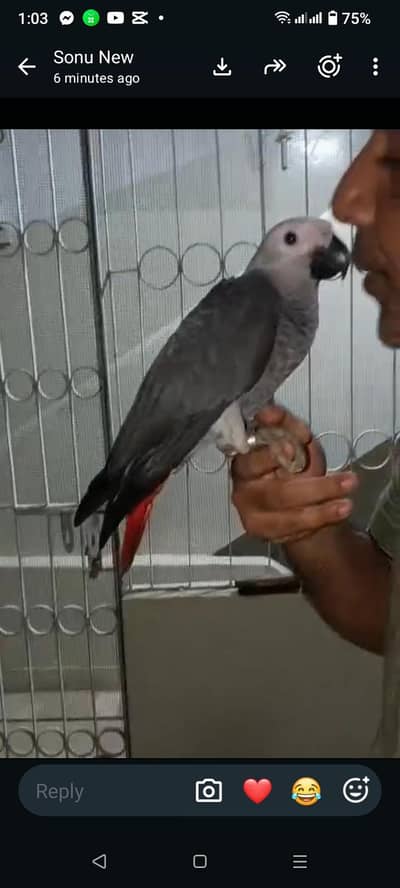 grey parrot