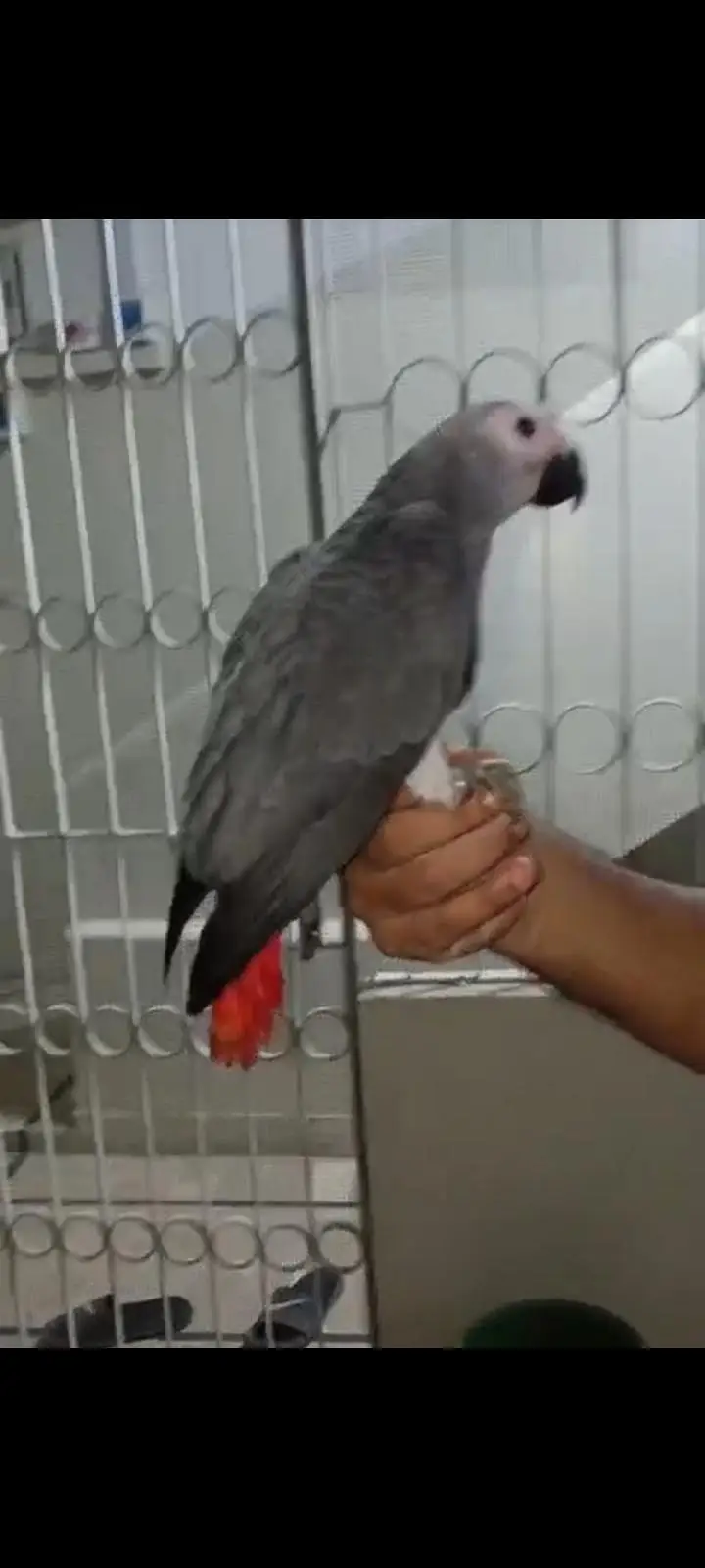 grey parrot — photo 2