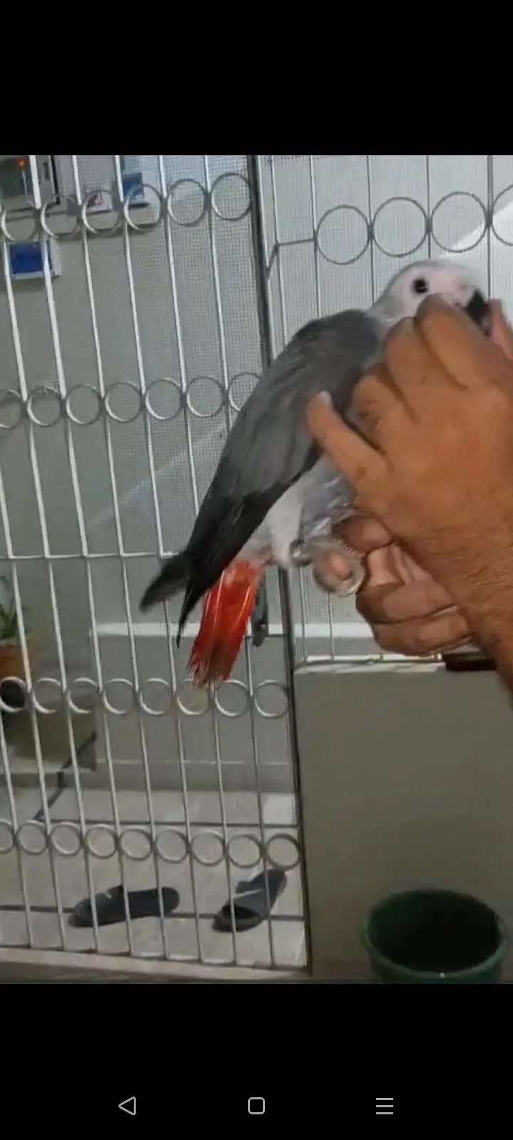 grey parrot — photo 3