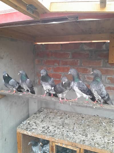 pigeons