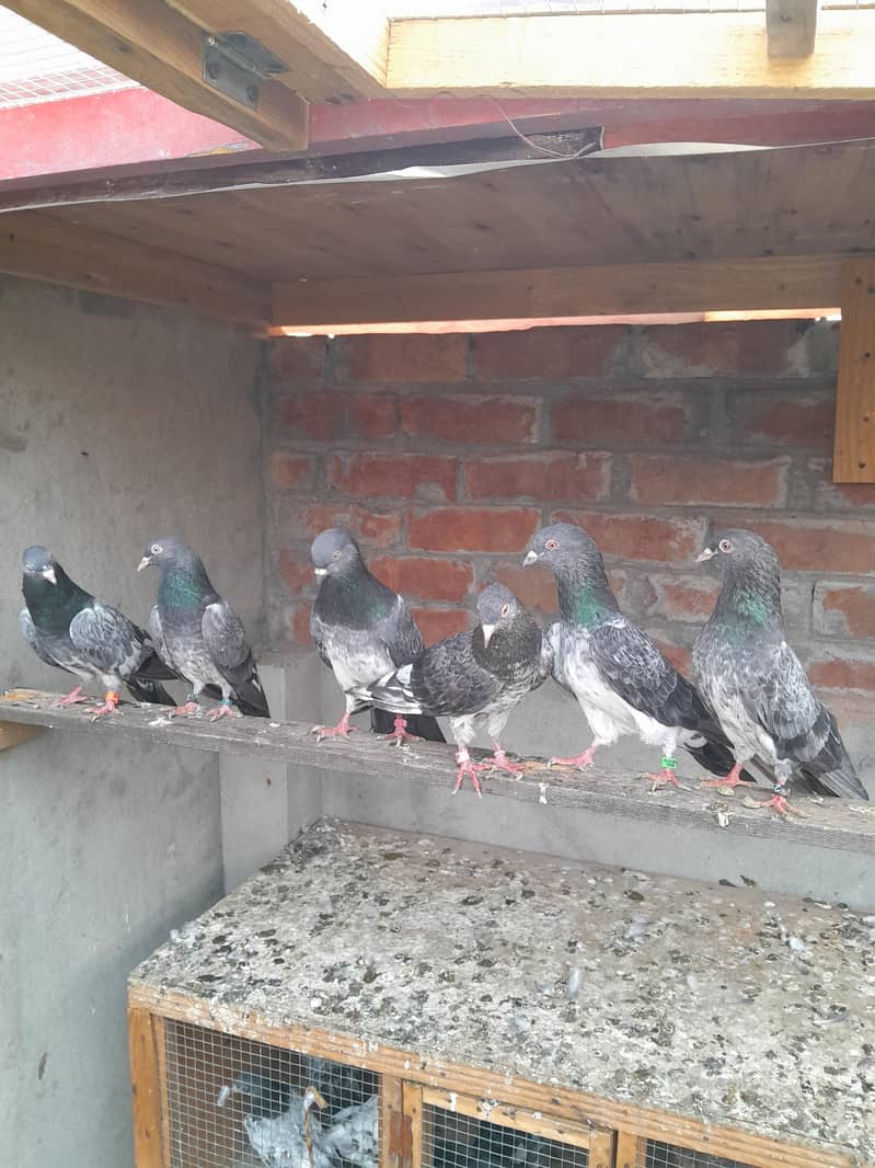 pigeons 0