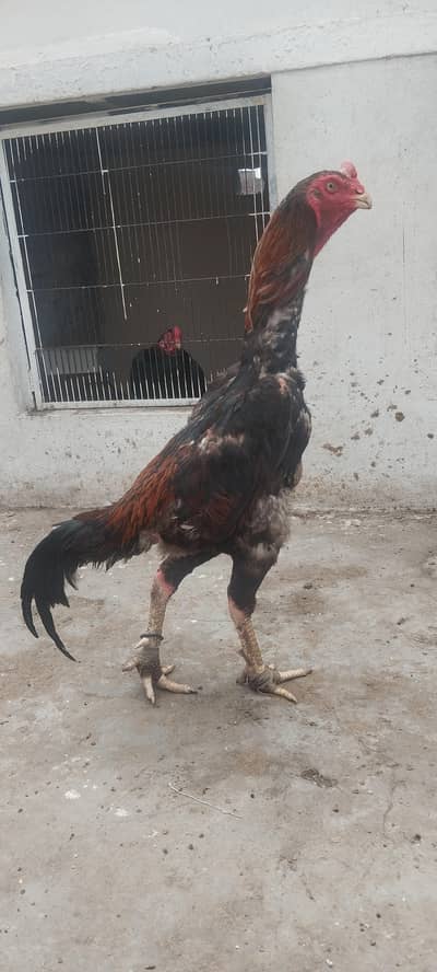 Japanese shamo patha