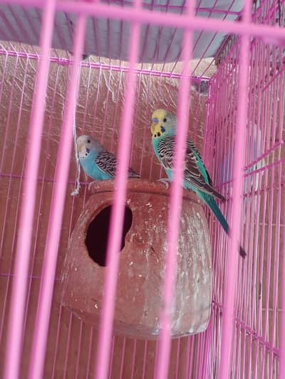 Breeder Budges Pair For Sale with 1 Babay Free