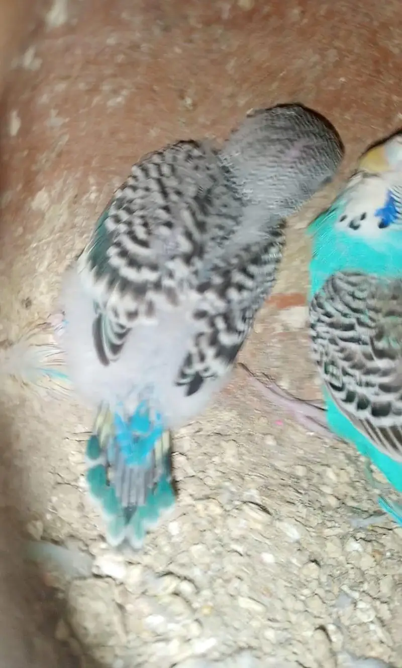 Breeder Budges Pair For Sale with 1 Babay Free — photo 2