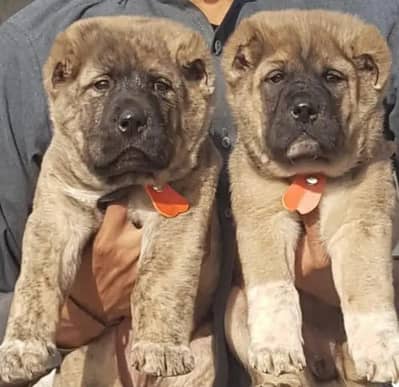 Turkish kangal pair dabal Hadi Havey bone structure security dog for