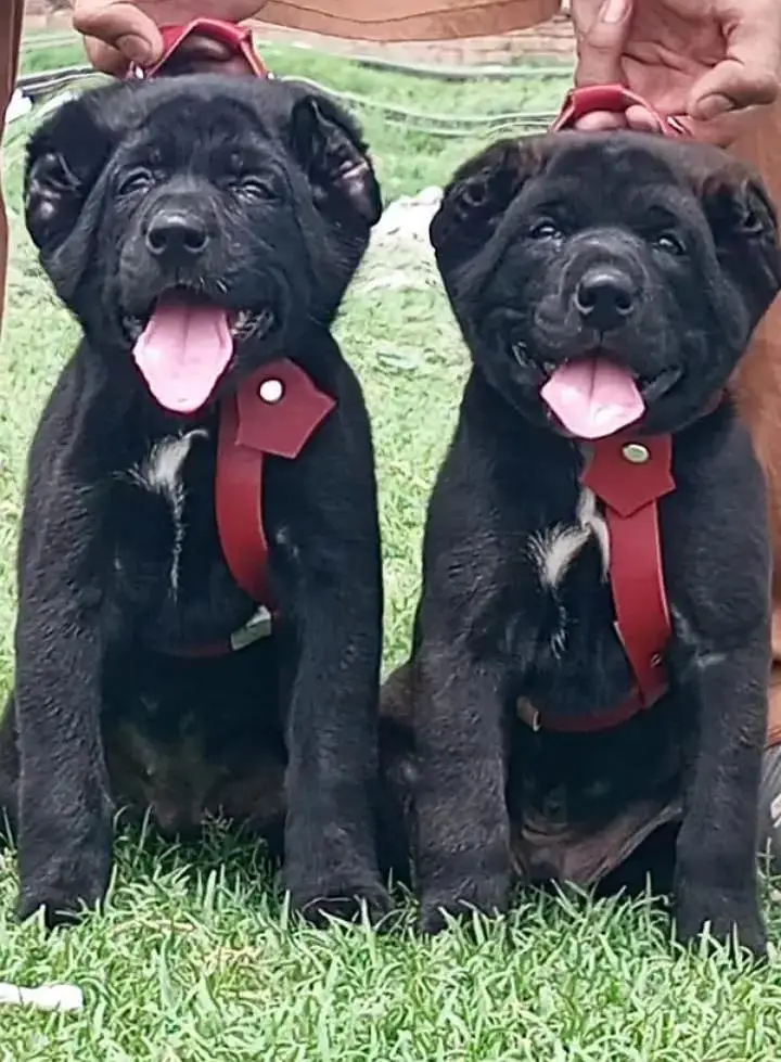 Turkish kangal pair dabal Hadi Havey bone structure security dog for — photo 2