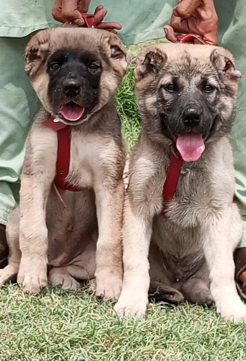Turkish kangal pair dabal Hadi Havey bone structure security dog for — photo 3