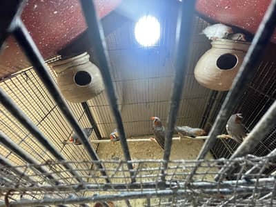 I m selling finches