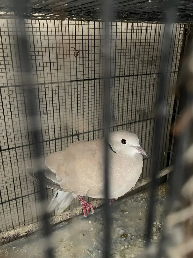 I m selling finches — photo 2