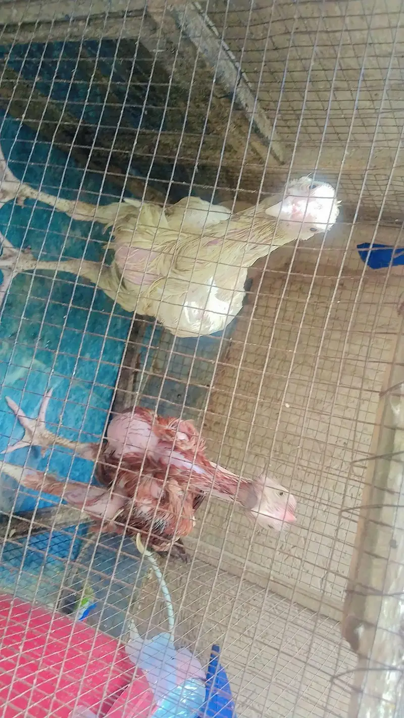 Heera aseel Jodi/pair — photo 3