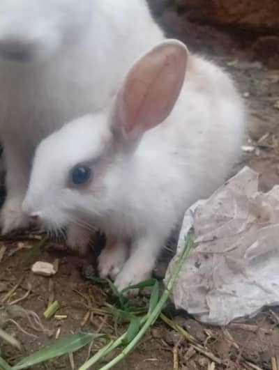 rabbits