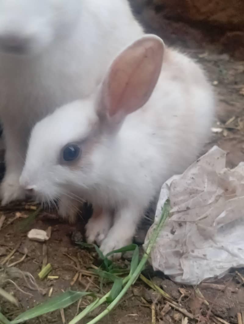 rabbits 0