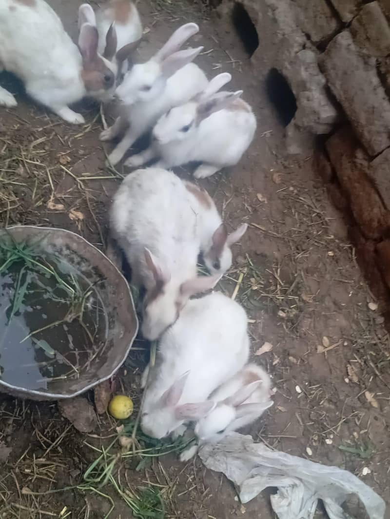 rabbits 1