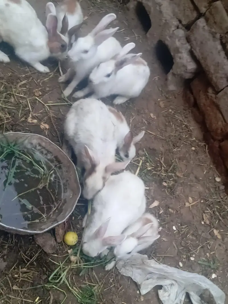 rabbits — photo 2