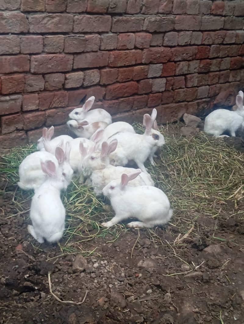 rabbits 2