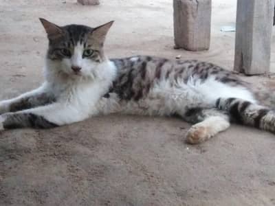 Persian Male Cat