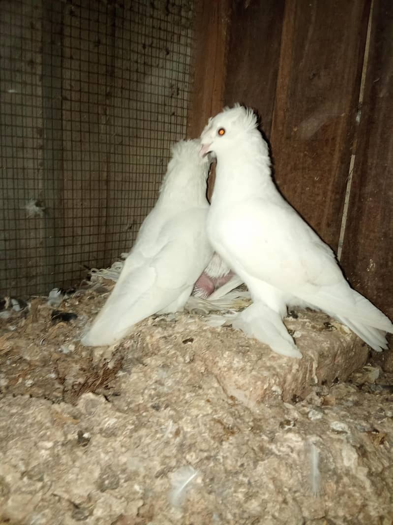 breeder pyar All 2
