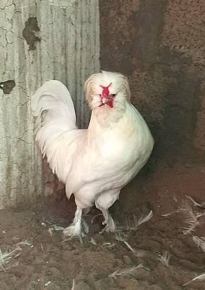 Sultan Male