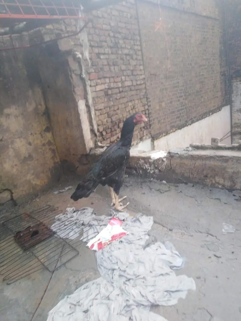 aseel lover 03441567770 — photo 4