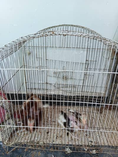 aseel pair